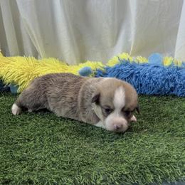 Boy 1 - Red male Pembroke Welsh Corgi puppy in Moulton, Alabama from Reed's Pembroke Corgi Welsh