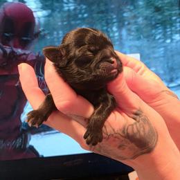 Romeo - Red male Shih Tzu puppy in Lancaster, Ohio from Wandering Tzu