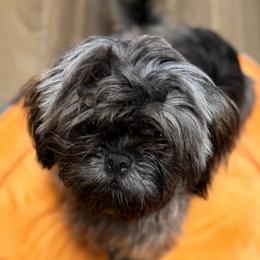 Gertie - Brindle female Shih Tzu puppy in Victorville, California from RUMBLE n TUMBLE