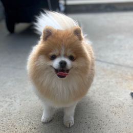 Malibu Love - Pomeranian