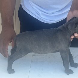 Blue brindle - Gray brindle Cane Corso puppy in Laplace, Louisiana from BFM Cane Corso’s