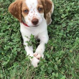 Brittany Puppies from Premier Brittany’s