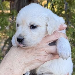 Girl 3 - Light golden female Golden Retriever puppy in Lake Hughes, California from Golden Hills Retrievers