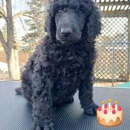 Tan - Black male Poodle puppy in Big Rapids, Michigan from Meeker's Ridge Standard Poodles
