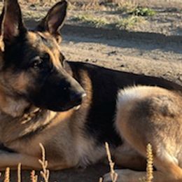 German Shepherds from Ditchwater Studio