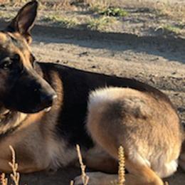 German Shepherds from Ditchwater Studio