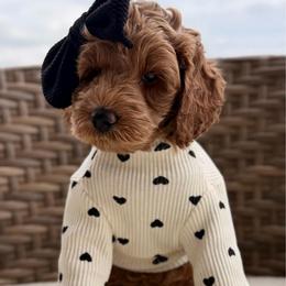 Dolly - Red  female Goldendoodle puppy in Blanchard, Oklahoma from Dream Doodles by Dondi