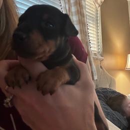 Dark green - Black and tan male Manchester Terrier puppy in East Oakdale, California from Tango Kennels