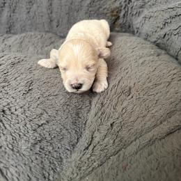 Eve - White female Maltipoo puppy in Hudson, Indiana from A&G Maltipoos