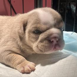 Juice - Lilac tri-color male Bulldog puppy in Seneca, South Carolina from Burrell’s Bulldog Kingdom