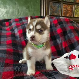 Jolly - Black tan and white male Siberian Husky puppy in Kansas City, Missouri from Anuun's Huskies