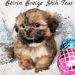 Shih Tzu Puppies from Beirin Breige Shih Tzus