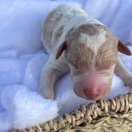 Bailey - Parti female Double Doodle puppy in Yoakum, Texas from The Scott’s Dood Ranch