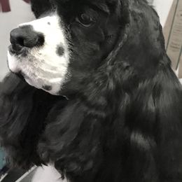 Cocker Spaniels from Avidity Cockers