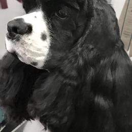 Cocker Spaniels from Avidity Cockers