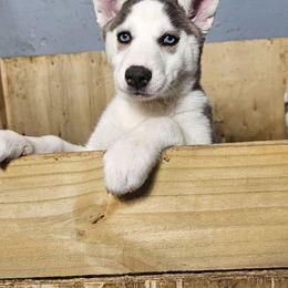 Diamond (Girl 2) - Gray and white Siberian Husky puppy in Springfield, Massachusetts from 16acreshuskies