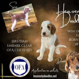Irish Doodle and Poodle Puppies from Heavenly Poodles