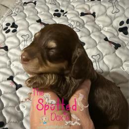Larger chocolate and cream gal - Chocolate and cream female Dachshund puppy in Mt. Pleasant, Texas from The Spotted Doxie