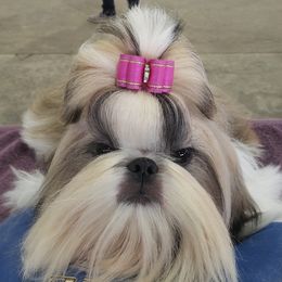 Lacey - Shih Tzu