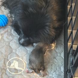 Blue - Blue male Pomeranian puppy in Cheektowaga, New York from Buffalo Pomeranians 716
