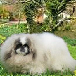PAIZ LEE - Pekingese