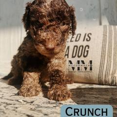 Double Doodle and Morkie Puppies from McCormack Morkies + Merle Doodles