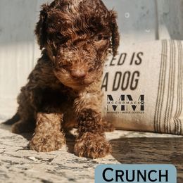 Double Doodle and Morkie Puppies from McCormack Morkies + Merle Doodles