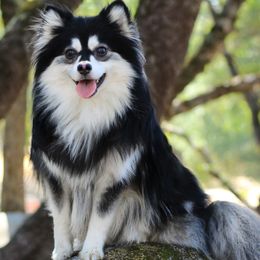 Titus - Pomsky