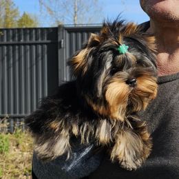 Banks - Yorkshire Terrier