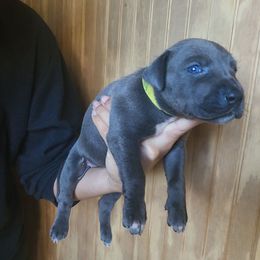 THIGH - Blue female Great Dane puppy in Street, Maryland from Grant’s Gorgeous Greats