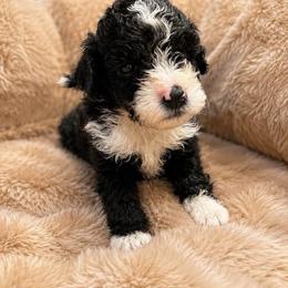 Girl 2 - Black and white female Aussiedoodle puppy in Golden, Mississippi from Two Creeks Farm Poodles & Doodles