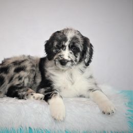 Aussiedoodle Puppies from Wilson Cattle Co.