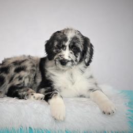 Aussiedoodle Puppies from Wilson Cattle Co.