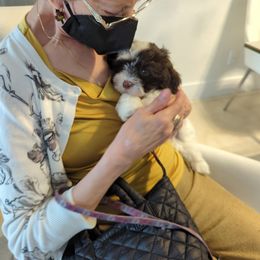 Havanese Puppies from Havanese Puppies of Austin Texas