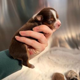 RTF1 - Red tri female Miniature Australian Shepherd puppy in Dayton, Washington from Rafter 22 Aussies