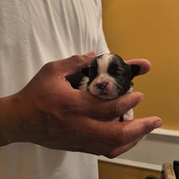 Boy 1 - Black gold and white male Shih Tzu puppy in Memphis, Tennessee from Lady Class Kennel