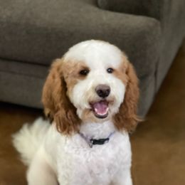 Goldendoodles from Puppy Love of Pottsboro