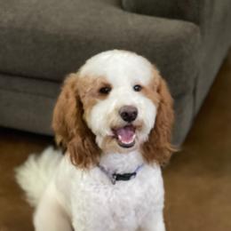 Goldendoodles from Puppy Love of Pottsboro
