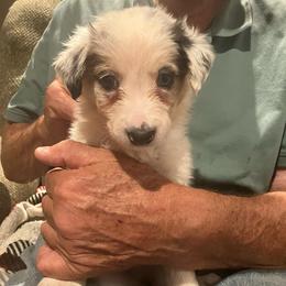 Cork - Blue merle male Border Collie puppy in Holden, Missouri from Spotted Feather Farm
