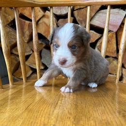 Bingo - Red tri-color female Australian Shepherd puppy in Hillsboro, Oregon from A&D Australian Shepherds