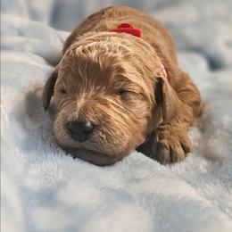 CINNAMON - Apricot female Goldendoodle puppy in Harris County, Texas from Cute & Curly Doodles
