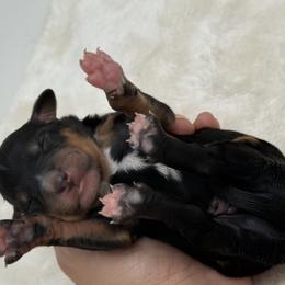 Phantom Boy 1 - Phantom male Bernedoodle puppy in Montverde, Florida from Central Florida Bernedoodles