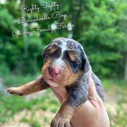 Righty Tighty - Merle male Bernedoodle puppy in Grove, Oklahoma from Guinn Family Farms