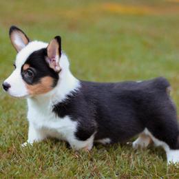 Belladonna (Bella) - Black and tan female Pembroke Welsh Corgi puppy in Benton, Arkansas from High Cotton Corgis