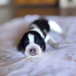 Norris - Tri-Roan male English Springer Spaniel puppy in Winfield, Tennessee from Murphy Farms and Springers