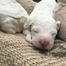 Australian Labradoodle Puppies from Wild Daisy Labradoodles