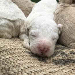 Australian Labradoodle Puppies from Wild Daisy Labradoodles
