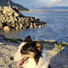 Andrew - Border Collie