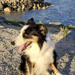 Andrew - Border Collie