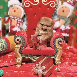 Maybeline - Chocolate and tan female Pomeranian puppy in Stockton, California from Pommiepalace